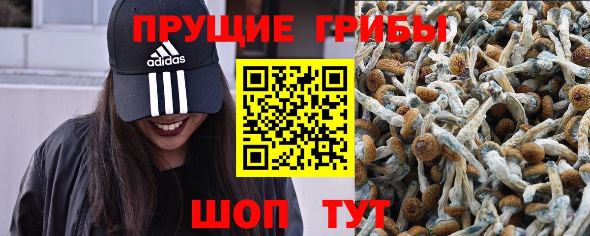 Псилоцибиновые грибы Psilocybe  Киселёвск 