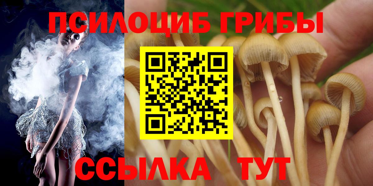 Псилоцибиновые грибы Psilocybe Киселёвск
